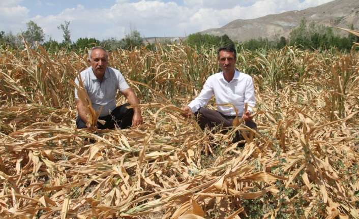 Erzincan’ın Çukurkuyu Mahallesi’nde yaşanan sulama sıkıntısı nedeniyle tarlalardaki mısırlar kurumaya