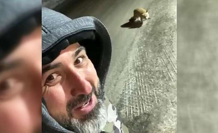 Erzincan’da bir sürücü yolculuğu esnasında mola verdiği yerde aç tilkinin