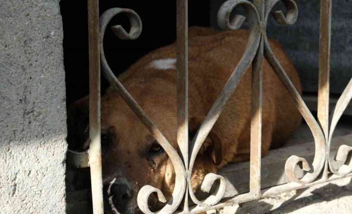 Erzincan’da bir apartmanın bodrum kısmında mahsur kalan köpek itfaiye ekiplerince