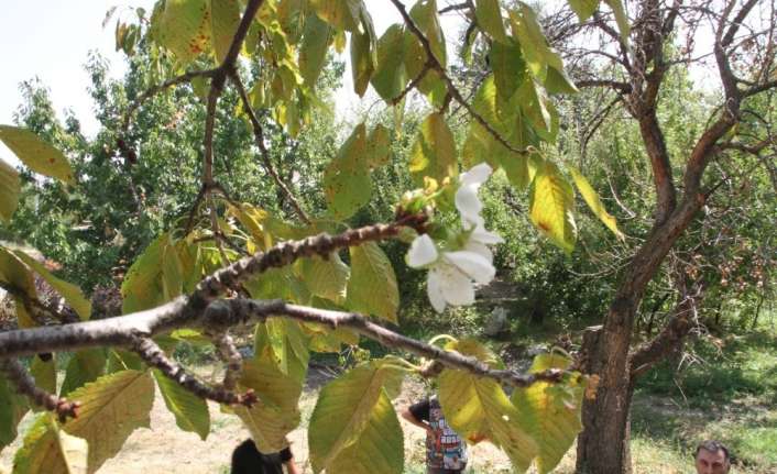 Erzincan’ın Üzümlü ilçesine bağlı Bayırbağ köyünde kiraz ağacı eylül ayında