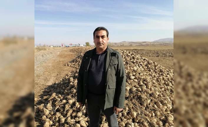 Erzincan’da yaklaşık 40 gün önce hasadı yapılan tonlarca şeker pancarı