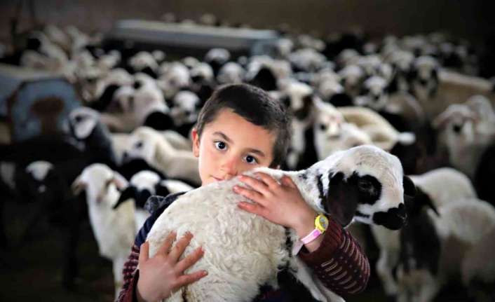 Erzincan’da küçükbaş hayvan yetiştiriciliği