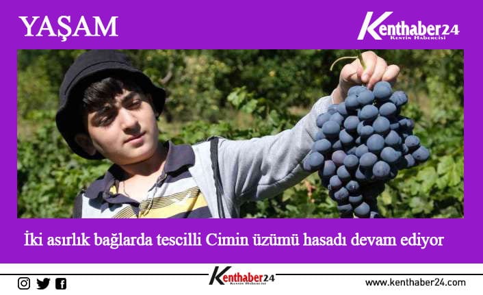 Erzincan ekonomisine katlı sağlayan Üzümlü ilçesinde yetiştirilen tescilli Cimin üzümünün