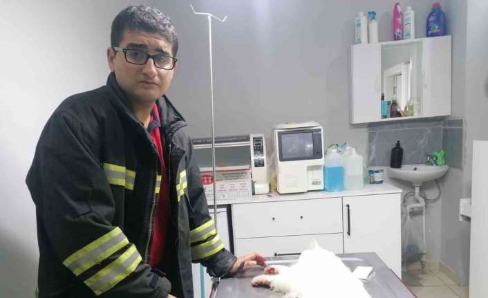 ERZİNCAN’DA İTFAİYE EKİPLERİ DEMİR BAHÇE ÇİTLERİNE SAPLANARAK YARALANAN KEDİYİ KURTARARAK