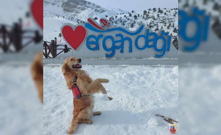 Jandarma arama kurtarma köpeği ‘Bulut’ Ergan Dağı Kış Sporları Turizm