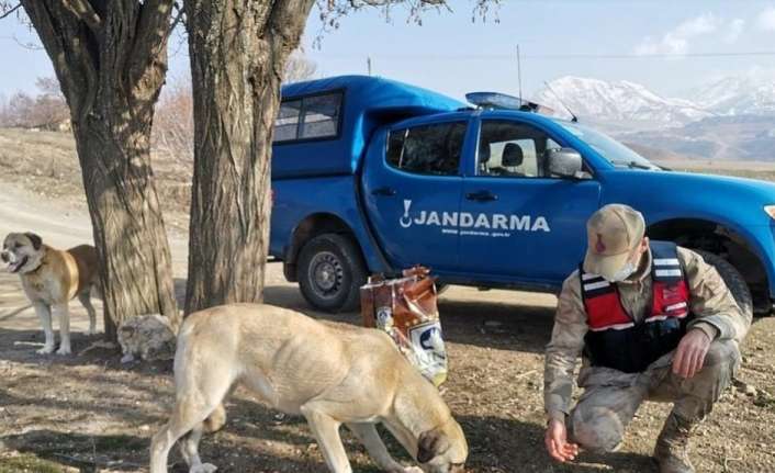 Erzincan’ın İliç ilçesinde jandarma ekipleri, sokak hayvanlarına mama desteğinde bulundu.
