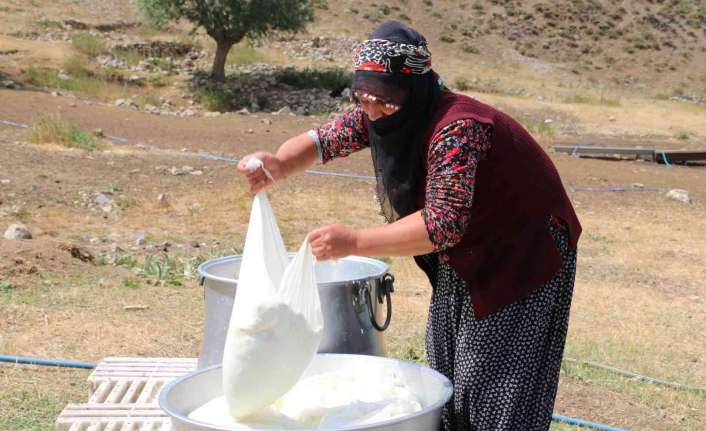 Yüksek rakımlı yaylalarda beslenen akkaraman koyunu ile kıl keçisinin sütünden