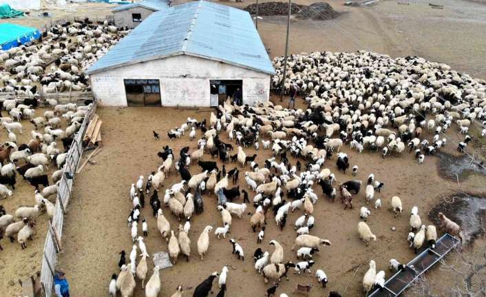 Erzincan Damızlık Koyun Keçi Yetiştiricileri Birliği Başkanı İbrahim Karakuş, acilen