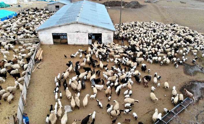 Erzincan Damızlık Koyun Keçi