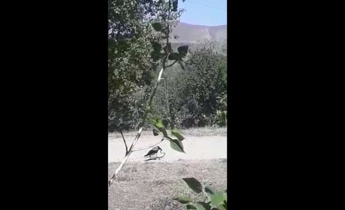 Erzincan’da karganın yaklaşık 1 metre uzunluğundaki yılanı avlayarak kendine yem