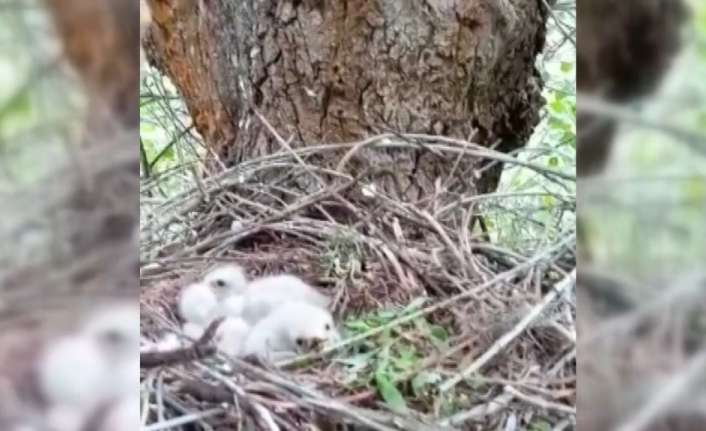 Erzincan’ın Refahiye ilçesinde yumurtadan kısa bir süre önce çıkan kartal