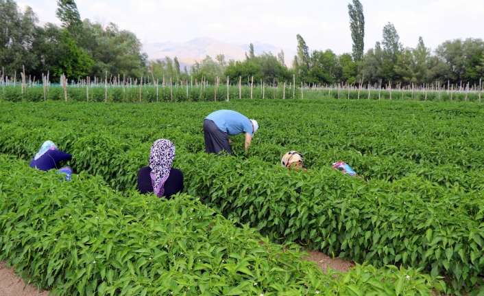 Türkiye’nin önemli sebze üretim merkezlerinden olan Erzincan Uluköy’de çoğunluğu kadınlar