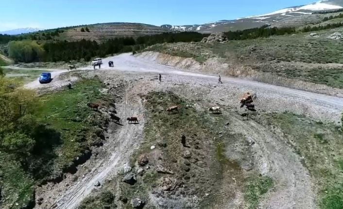 Erzincan’da kırsal alanda kaybolan büyükbaş hayvanlar AFAD ekiplerinin dronla havadan
