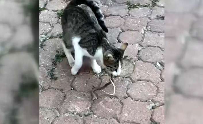 Erzincan’ın Kemaliye ilçesinde kedi ile yılanın kavgasında pes eden sürüngen