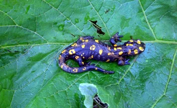 Erzincan’ın Kemaliye ilçesinde koruma altında bulunan benekli Anadolu semenderleri görüntülendi.