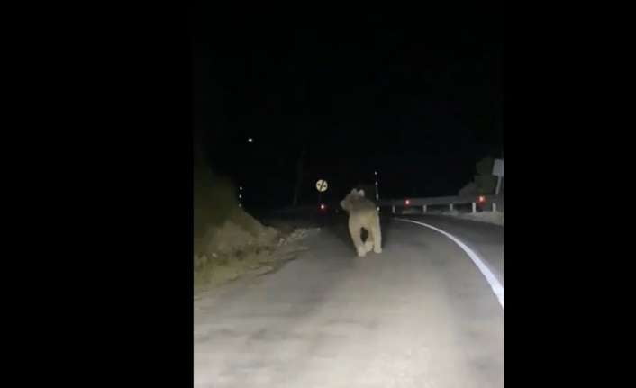 Erzincan’ın Kemaliye ilçesinde kara yoluna çıkan boz ayı, otomobiliyle seyreden