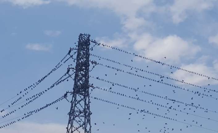 Sonbaharla birlikte sıcak bölgelere göç etmeye başlayan göçmen kuş türlerinden