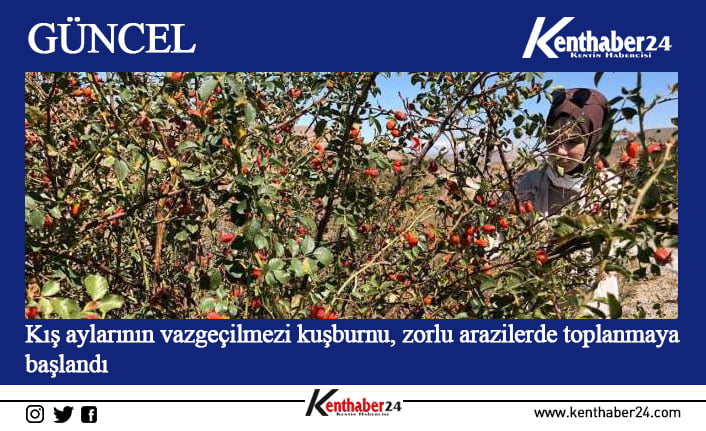 Erzincan’da vatandaşlar doğadan tek tek topladıkları kuşburnuları uzun ve yorucu