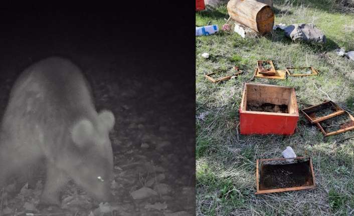 Erzincan’ın Tercan ilçesinde kış uykusundan uyanan ayılar yüksek kesimlerde yiyecek