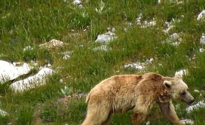 Erzincan’da kış uykusundan uyanan boz ayı yiyecek ararken görüntülendi.