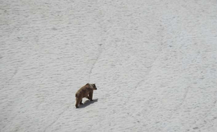 Erzincan’da kış uykusundan uyanarak doğaya çıkan boz ayı, karlı alandan
