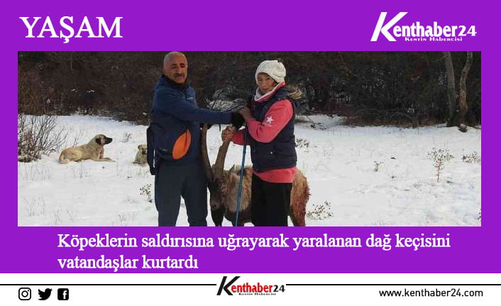 Erzincan’ın Çağlayan beldesinde ormanlık alanda 20’e yakın başıboş köpeğin saldırısına