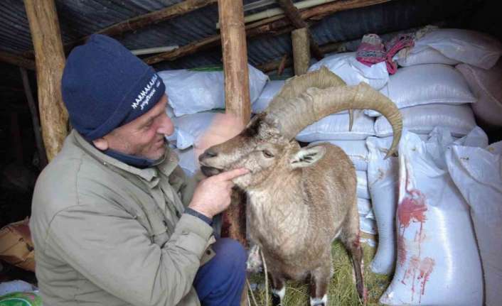 Erzincan’da çoban köpeklerinin saldırısında yaralanan dağ keçisini köyün muhtarı kurtardı.
