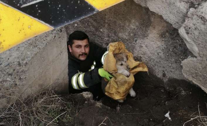 Erzincan’da Vasgirt Deresi üzerinde bulunan köprünün ayakları altında mahsur kalan