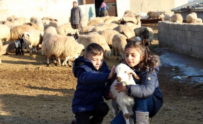 Erzincan’da süt kuzularının anneleri ile buluşma anı renkli görüntülere sahne