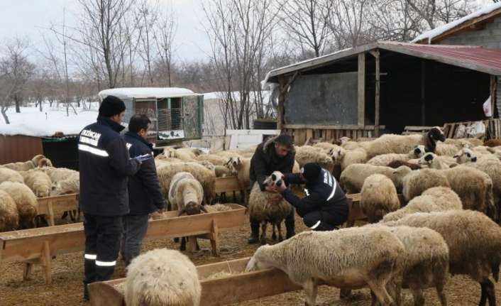 Erzincan’da küçükbaş hayvanlara yönelik başlatılan aşılama ve küpeleme çalışmaları devam