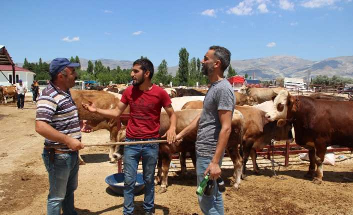 Erzincan’daki canlı hayvan pazarında