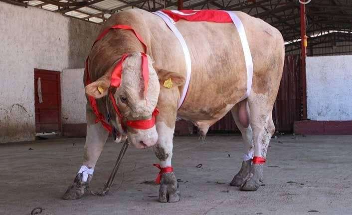 Yaklaşan Kurban Bayramı öncesi hayvan nakli yapacak kişiler, pasaport ve