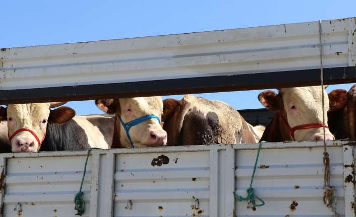 Erzincan’dan Kurban Bayramı öncesinde batıdaki illere gönderilen kurbanlıklar, gerekli sağlık