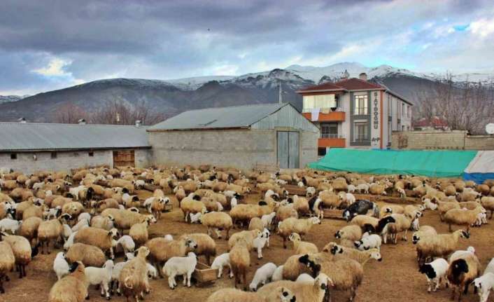 ERZİNCAN’IN AKYAZI BELDESİNDE, KUZULARIN GÜNDE İKİ DEFA ANNELERİYLE BULUŞMA ANLARINDA