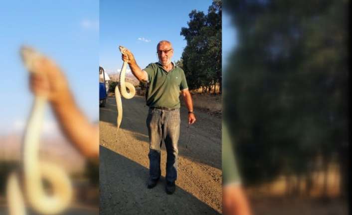 Erzincan’ın Kemaliye ilçesinde bahçede çuvallara saman doldururken kendisine saldıran bölgenin