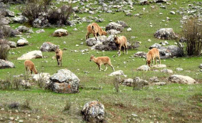 Erzincan’da avlanması yasak ve koruma altında olan yaban keçileri, Munzur