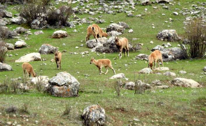 Bir yüzü Erzincan’a diğer yüzü Tunceli’ye bakan Munzur Dağlarında havaların