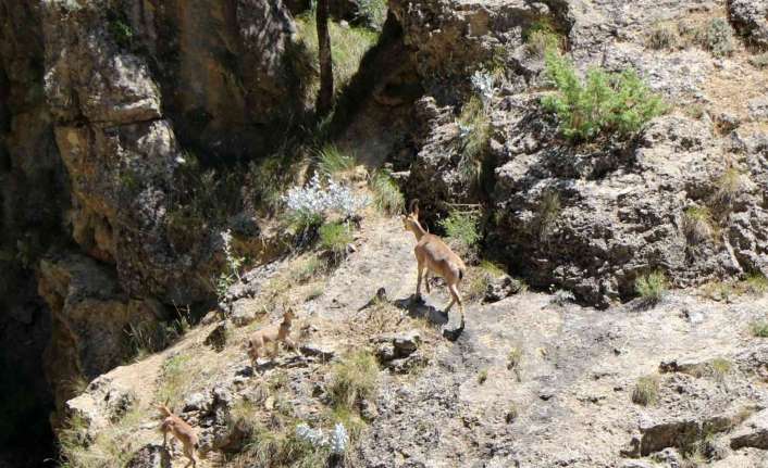 Erzincan ile Tunceli sınırında yer alan Munzur Dağlarında, nesli tükenme