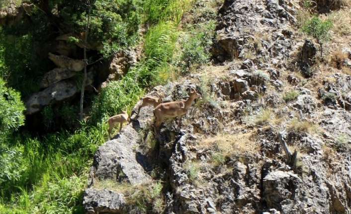 Erzincan ile Tunceli sınırında yer alan Munzur Dağlarında, nesli tükenme