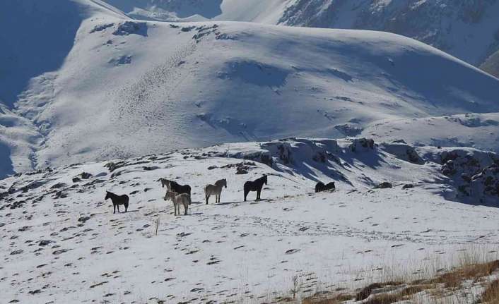 Erzincan-Tunceli arasında bulunan 3300 rakımlı Munzur Dağları’ndaki yılkı atları, doğal