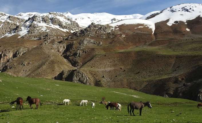 MUNZUR DAĞLARINDAKİ YILKI ATLARI GÖRÜNTÜLENDİ
