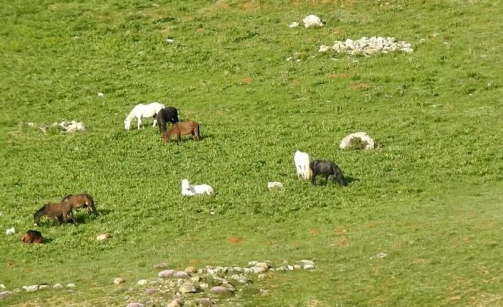 Erzincan-Tunceli arasında bulunan 3300 rakımlı Munzur Dağları’ndaki yılkı atları, doğal