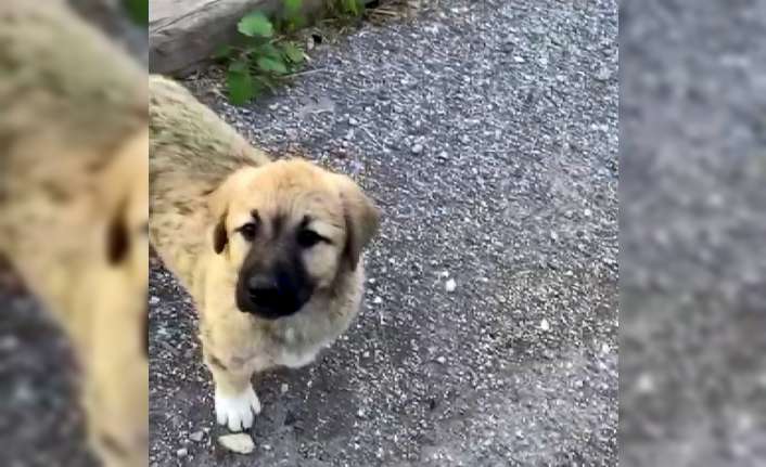 Nehir kenarında mahsur kalan yavru köpeği vatandaşlar kurtardı Erzincan’ın Kemah ilçesinde uçurumun aşağısındaki nehir kenarında mahsur kalan yavru