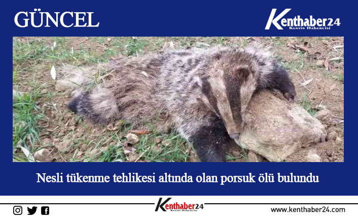 Nesli tükenme tehlikesi altında olan porsuk ölü bulundu Erzincan’ın Çağlayan Beldesinde nesli tükenme tehlikesi altında olan porsuk tarlada