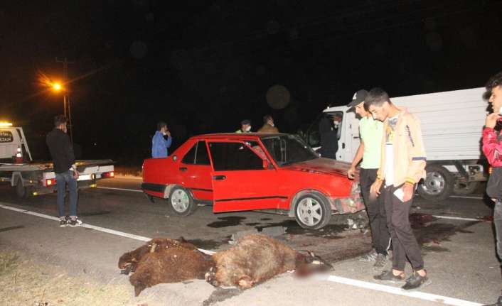 ERZİNCAN’DA OTOMOBİLİN YOLUN KARŞISINA GEÇEN SÜRÜYE ÇARPMASI SONUCU 5 KOYUN