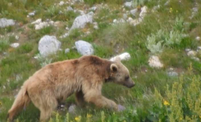 Erzincan’da yaşanan ilginç olayda ayı otomobilin camını kırarak araç içerisinde