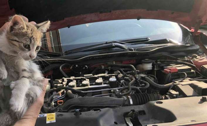 OTOMOBİLİN MOTOR KISMINA GİREN YAVRU KEDİ KURTARILDI