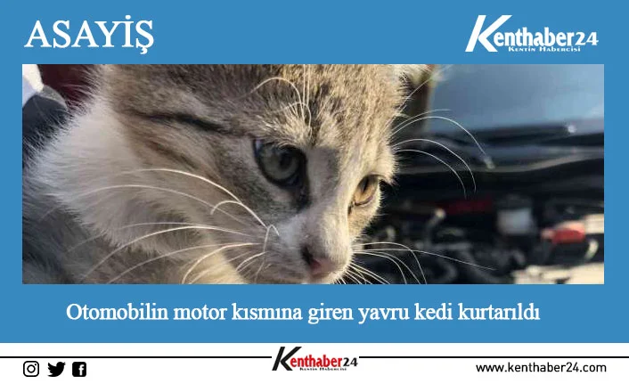 Erzincan’da korkudan otomobillerin altına sığınan daha sonrada bir aracın motor