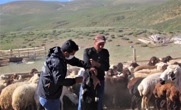 Erzincan’ın yüksek rakımlı yaylarında Kırım Kongo Kanamalı Ateşi (KKKA) vakalarının