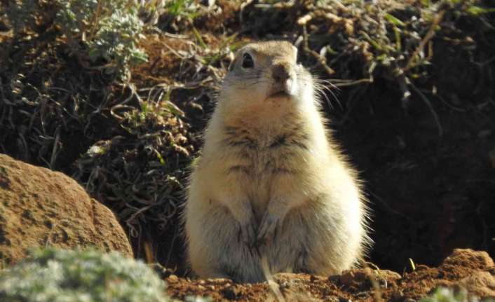 Erzincan’da Munzur Dağları eteklerinde yuva yapan Anadolu gelengisinin (yer sincabı)